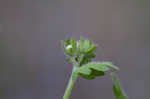 Fuzzy phacelia